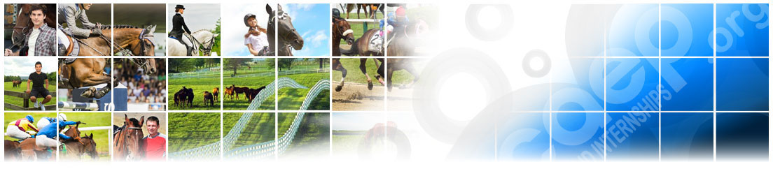 Equine Training Programs