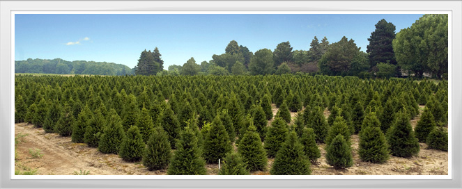 Tree Nursery Training Program